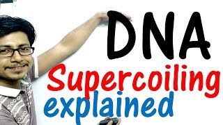 DNA supercoiling explained [upl. by Zalea67]