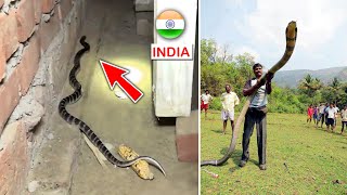 Top 10 Most Venomous Snakes in INDIA [upl. by Jerrold507]