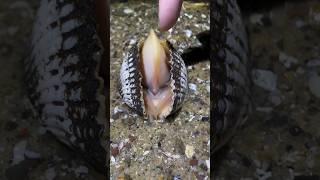 Sea Snail Adventure 😱🤩🐌🐌snail funnyvideo fishing youtubeshorts snailfish seafood [upl. by Helgeson]