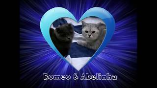 Gatti accoppiamento Scottish Fold RomeoampAbelinha [upl. by Cinemod]