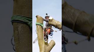 Negative rigging with Ben Connon and Charterhouse Tree Care rigging treework arborist arbortec [upl. by Aliban]