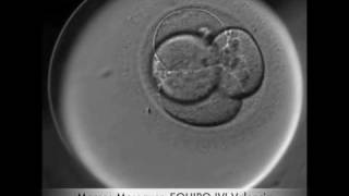 Embryo Development video [upl. by Ahsilahs]