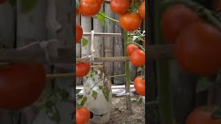 Growing tomato in ports  tamater ki kheti how to grow tomato shorts [upl. by Avan]