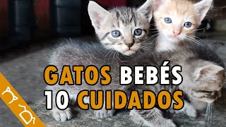 Cómo Cuidar A Un Gatito Bebé Sin Madre ft TuVeterinaria  10 Consejos Para Cuidar Gatos Cachorros [upl. by Atiuqan]