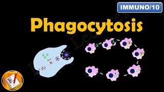 Phagocytosis FLImmuno10 [upl. by Luhem]