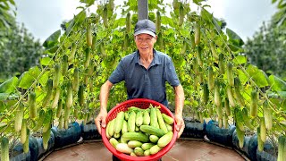 The Secret To Making A Climbing Trellis Helps Double Yield Of Cucumbers Easy At Home [upl. by Eimmit]