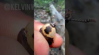 Catching an American Carrion Beetle [upl. by Catherine584]