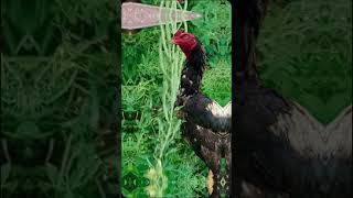 ASEEL Show  tiktok viral chicken aseelmurgalover aseelmurgha shorts ytshorts [upl. by Iraam675]