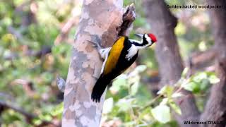 quotGoldenBacked Woodpecker Natures Vibrant Drummer 🌟🐦 [upl. by Fransis123]