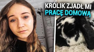 Tygodniowy vlogSZKOŁA ONLINEKrólik zjadł mi pracę domowąPokazuję wszystkie moje oceny🤭 [upl. by Carnay]