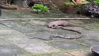 Snake  Cobra  vs Mongoose Real Fight  Animal Fight  snake vs mongoose  Real video [upl. by Giardap]