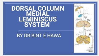 DORSAL COLUMN TractsFasciculus Gracilis and Fasciculus CuneatusNeuroanatomy made easy [upl. by Cherida409]