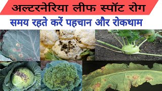 alternaria leaf spot treatment  alternaria leaf spot disease  अल्टरनेरिया लीफ स्पॉट रोग [upl. by Iborian865]