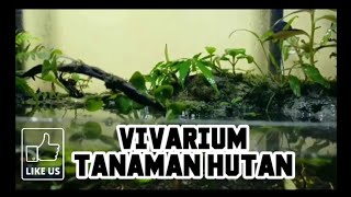 Vivarium  Tank 90cm 6 [upl. by Thorpe661]