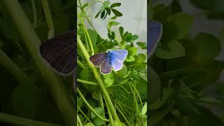 HALF MALEHALF FEMALE Butterfly Worlds RAREST Butterfly Polyommatus icarus gynandromorph [upl. by Yruy]