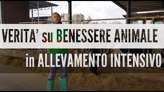 Verità su benessere animale in allevamento intensivo [upl. by Mcmullan]