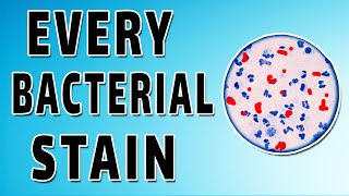 Gram Staining [upl. by Atnwahsal165]