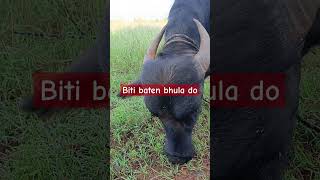 Biti baten bhula do motivation motivational motivationalquotes life love newlife cow shorts [upl. by Cowie]