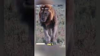 The lion king was attacked by a black mamba wildanimalsanimals foryou [upl. by Ardrey]