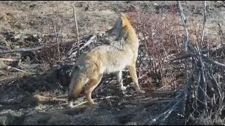 Coyote at Bison Watering Hole  Grasslands National Park  exploreorg [upl. by Bocaj273]