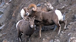 Bighorn Rut Cautious Mountainside Mating [upl. by Adnauq]