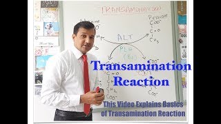 Transamination Reaction [upl. by Annert501]