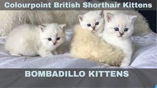 Beautiful Colourpoint British Shorthair Cats and Kittens by Bombadillo Kittens [upl. by Eikcir970]