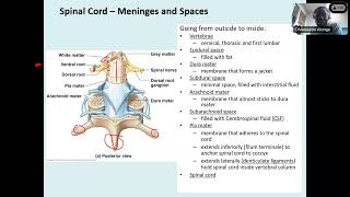 Spinal Cord amp Spinal Nerves [upl. by Deppy953]