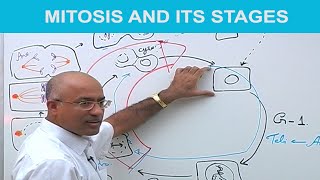 Mitosis and Its Stages  Phases of Mitosis 👨‍⚕️ [upl. by Razid69]