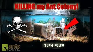 Something Is Killing My Ant Colony  Please help [upl. by Hamford]