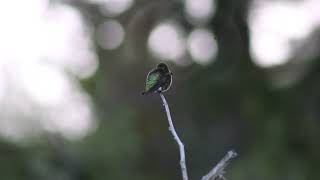 Blackchinned hummingbird [upl. by Trici113]