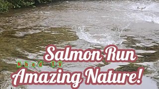 Salmon Run salmonrun nature fishing livestream [upl. by Jat789]