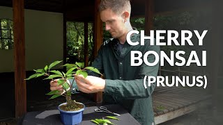 Cherry Bonsai care Prunus Sakura [upl. by Blancha130]