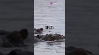 Why Hippos Are Surprisingly Dangerous [upl. by Novla]