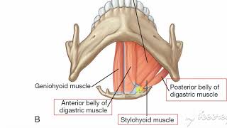 Submental triangle 2 [upl. by Joao]