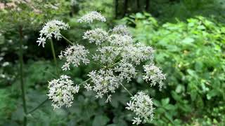 Doldenblütler im August Wilde Möhre Waldengelwurz Hundspetersilie Pastinske Wilder Fenchel [upl. by Anileve319]