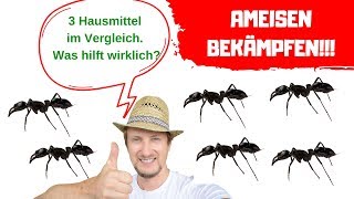 Ameisen bekämpfen  Hausmittel im Vergleich 🔴 Was hilft wirklich [upl. by Mcnalley530]