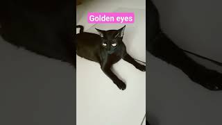 black cat with golden eyescat shortvideo shortsfeed catshorts pets catlover animals [upl. by Lirrehs]