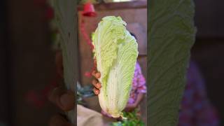 Making Chinese cabbage roll recipe Cabbage Roll Recipe 😍😍 Nature Village Life 😋😋😋 [upl. by Nivi406]