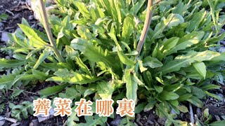 如何尋找薺菜 怎樣辨別薺菜 How to Identify Shepherds Purse Where to Find Shepherds Purse Wild Plants Forging [upl. by Jecon]