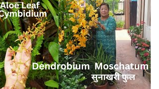 Dendrobium Moschatum Orchid Bloom  Potting Mix Fertilizing Grow and Care Tips gardening orchid [upl. by Hose]