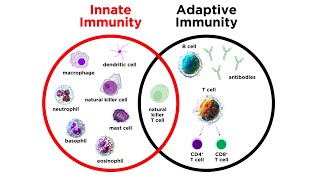 Introduction to Innate Immunity [upl. by Edmonda]