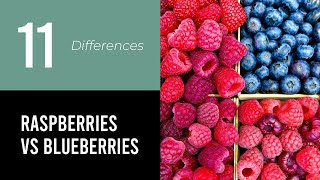 Raspberries Vs Blueberries [upl. by Zetrok401]