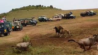 The Great Migration Masai Mara 2023 [upl. by Evars435]