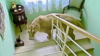 This Is How Wild Animals Invade People Homes [upl. by Ahtiek]