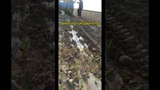 8row transplanter field operation real photo efficient and precise planting tool transplanter [upl. by Reich]