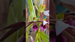 Nuns Orchid  Swamp Orchid Phaius tankervilleae [upl. by Levi968]