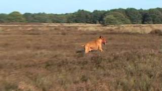 Rhodesian Ridgeback as Lone Hunter [upl. by Onaicul696]