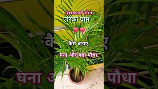 एरिकापाम को घना और बड़ा कैसे बनाए🌴🪴greenery gardening plants flowers trending foryou fyp pov [upl. by Oilenroc]