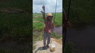 Mancing mania mancingmania ikan mancing fishing drama fish [upl. by Ailyt]